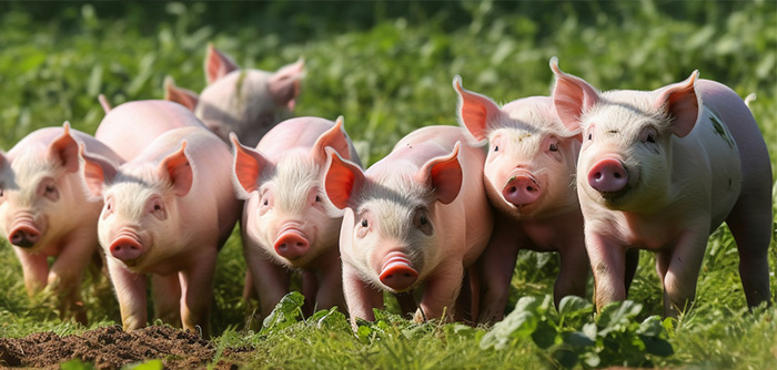 大型養(yǎng)殖企業(yè)