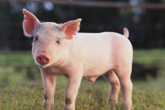 10 種飼料千萬(wàn)別喂豬