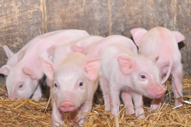 養(yǎng)豬人必看-仔豬斷奶應(yīng)激原理、影響因素及預(yù)防方法