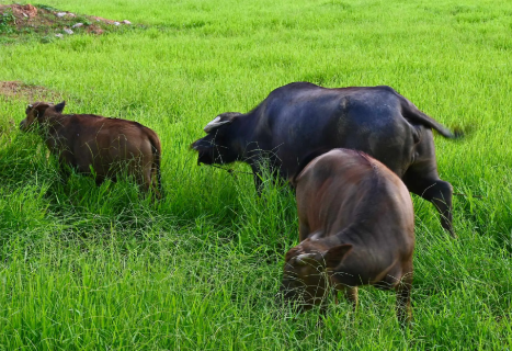 養(yǎng)牛的注意事項(xiàng)：如何照顧你的牛群